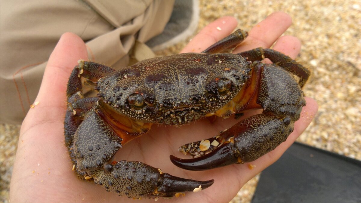 Крабы: удивительные создания морей и океанов | Морские обитатели | Дзен