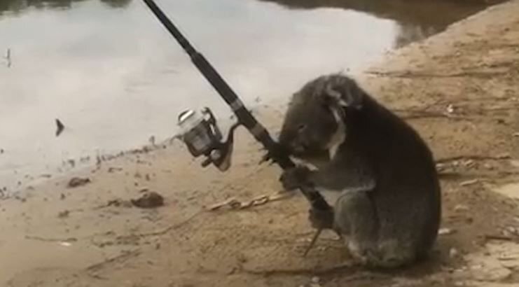      Коала на рыбалке