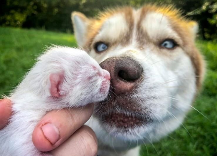      Хаски Баннер с былым котёнком