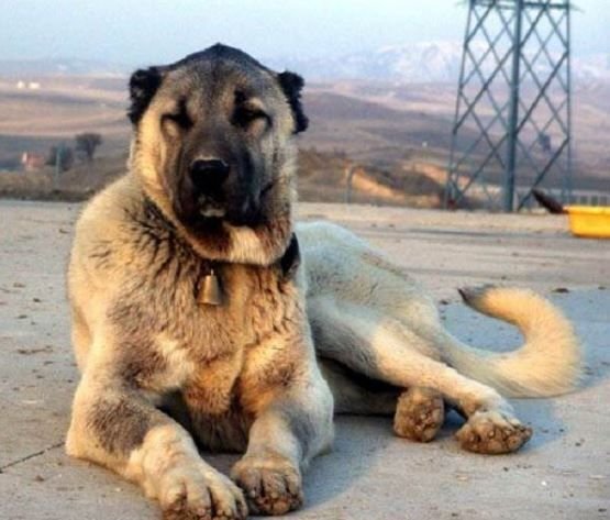 Собака армянский гампр (45 фото)