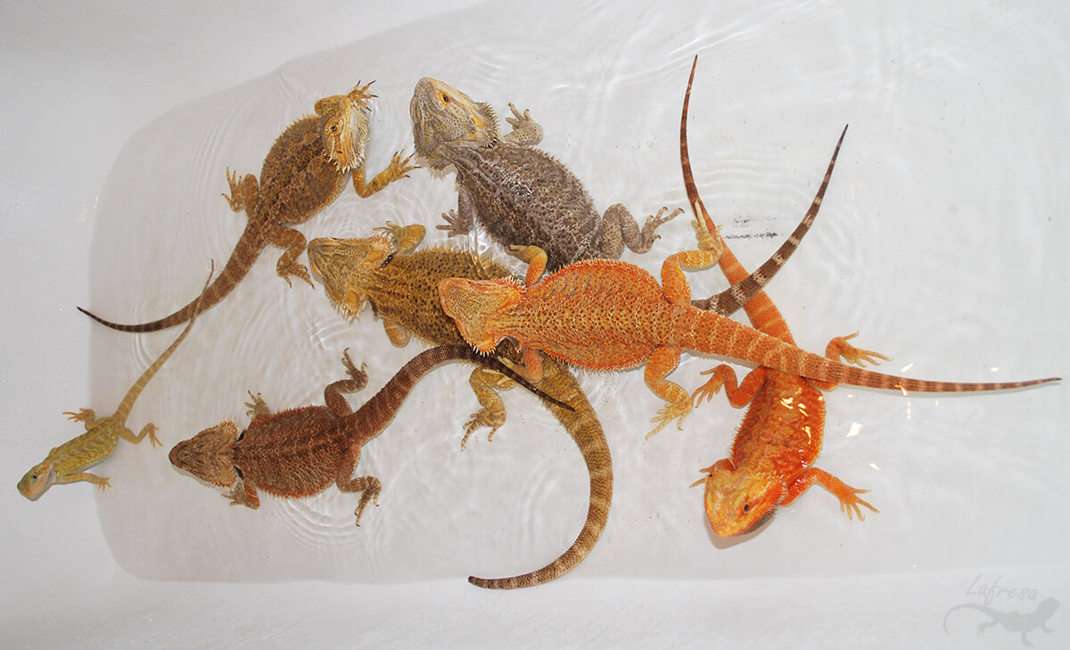 Слева направо: Принцесса Лея, Ксюша, Маня, Катя, Паша, рыжая самка, (уже не помню как зовут, к сожалению) и Люцифер.