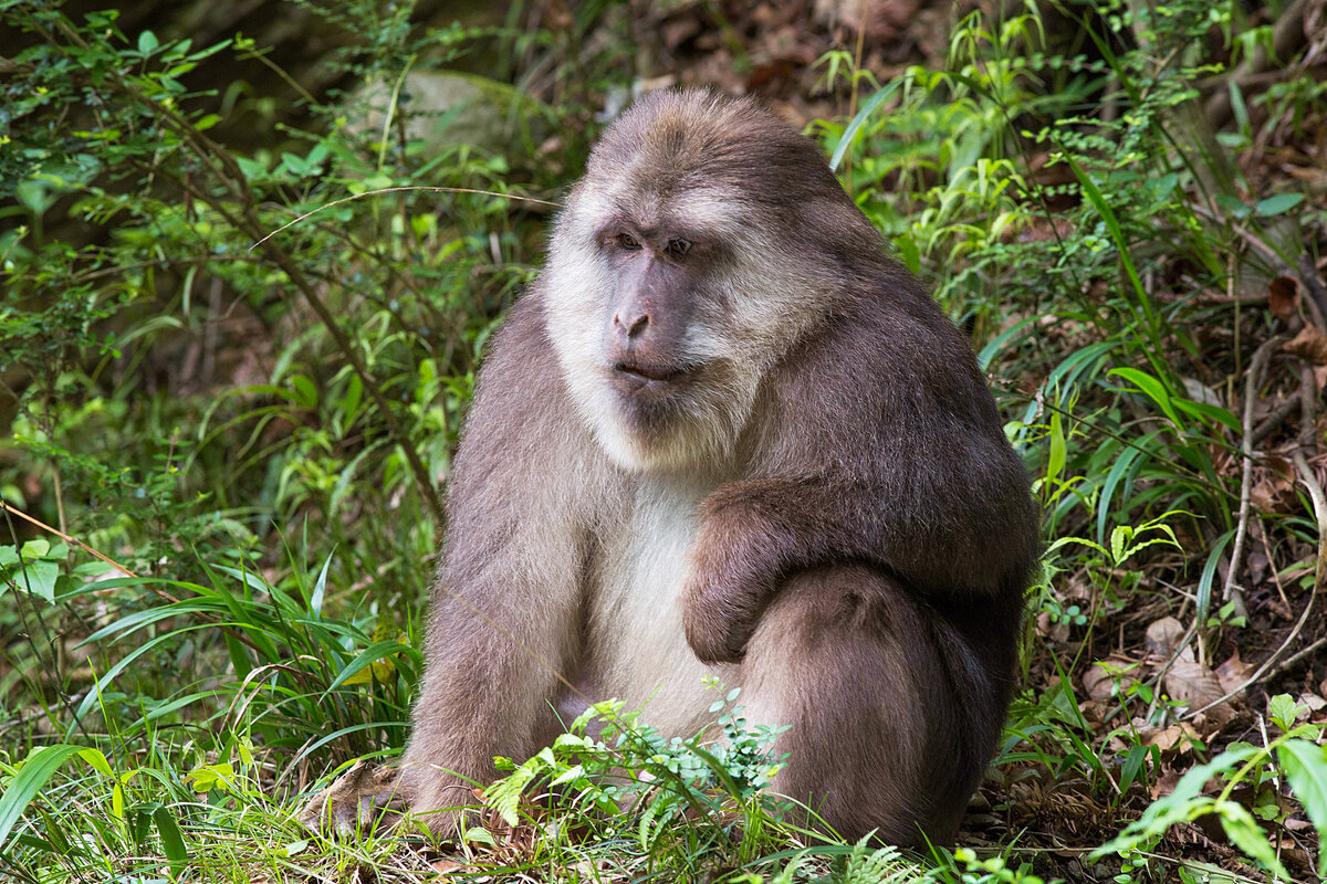 Макак Давида. Macaca thibetana. Ассамский макак.