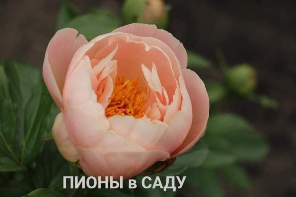 Пион Easy To Love
