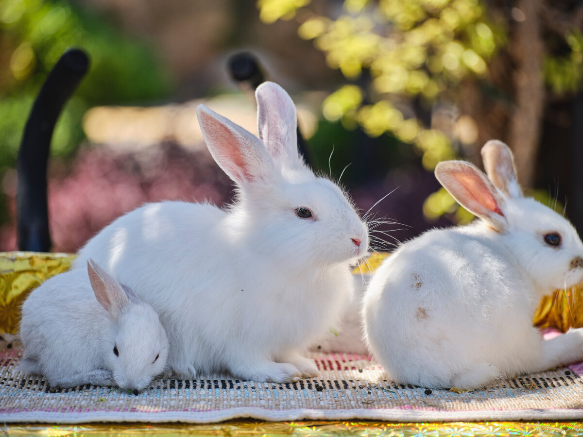 Кролики. Разведение и уход