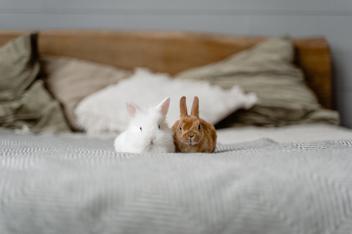 Спящие кролики фото. Rabbit sleeping. Rabbit sleeping in. Кролик смотрит на часы. К чему снится кролик живой