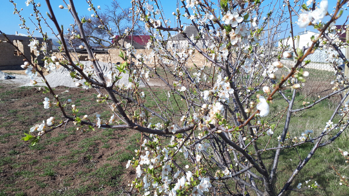 Тонкий запах от цветочков на дереве
