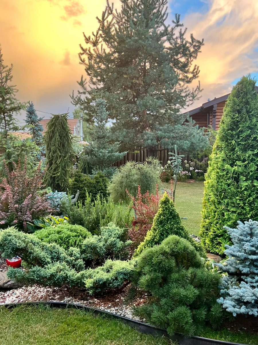 Мои Хвойные