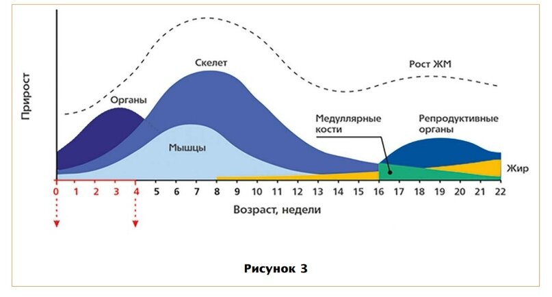 Температура птиц