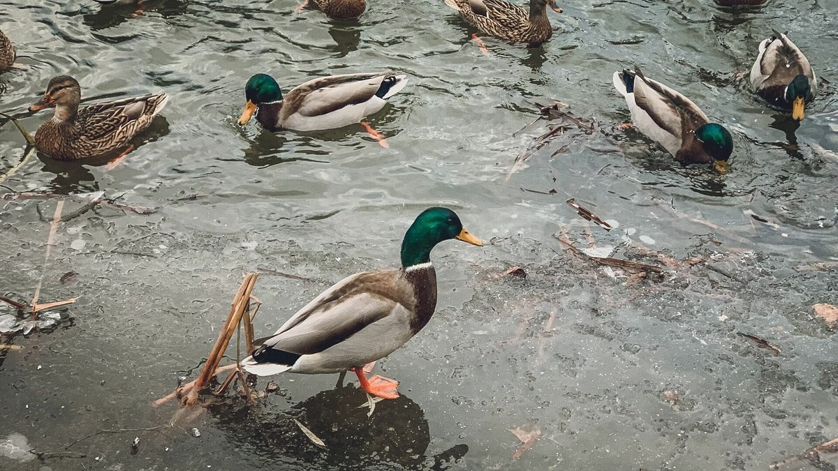     В Татарстане угрозу птичьего гриппа представляют перелетные птицы, а именно дикие утки. Об этом на пресс-конференции сообщил замначальника главного управления ветеринарии кабмина республики Габдулхак Мотыгуллин.