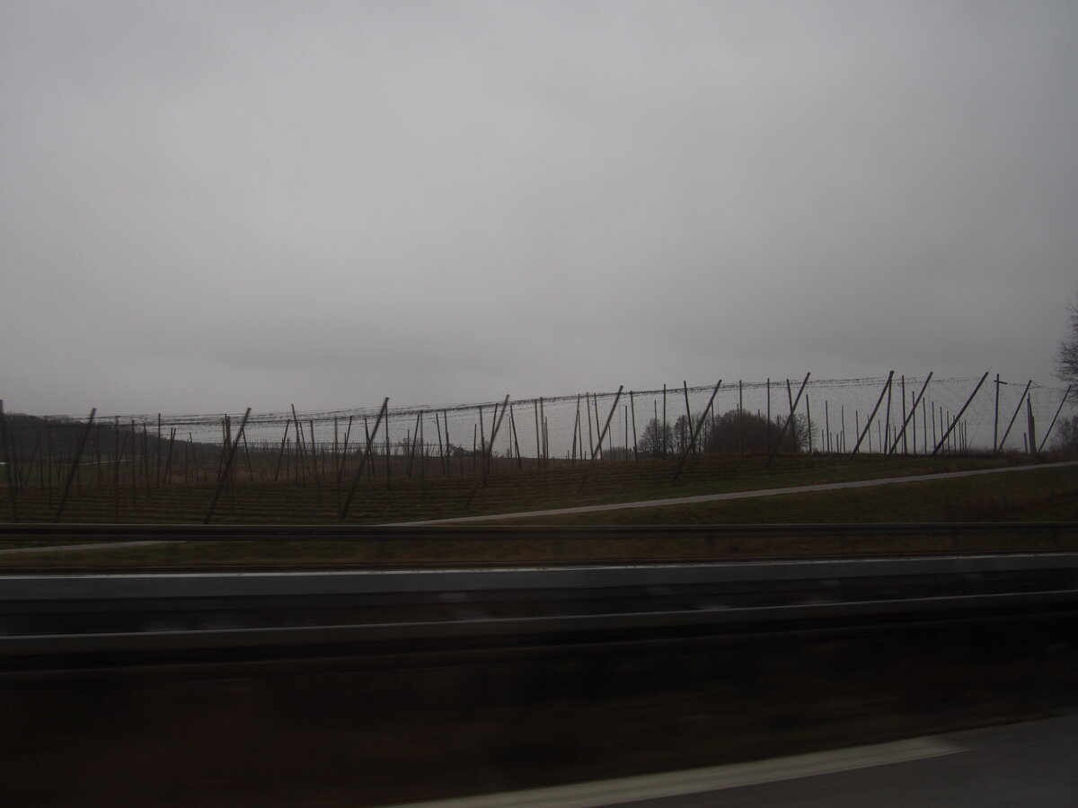 Так растет хмель