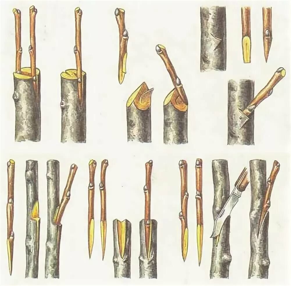 Черенок дерева. Прививка яблони окулировкой. Весенняя прививка яблони на дичку. Прививка яблони на подвой. Прививка яблони окулировкой весной.