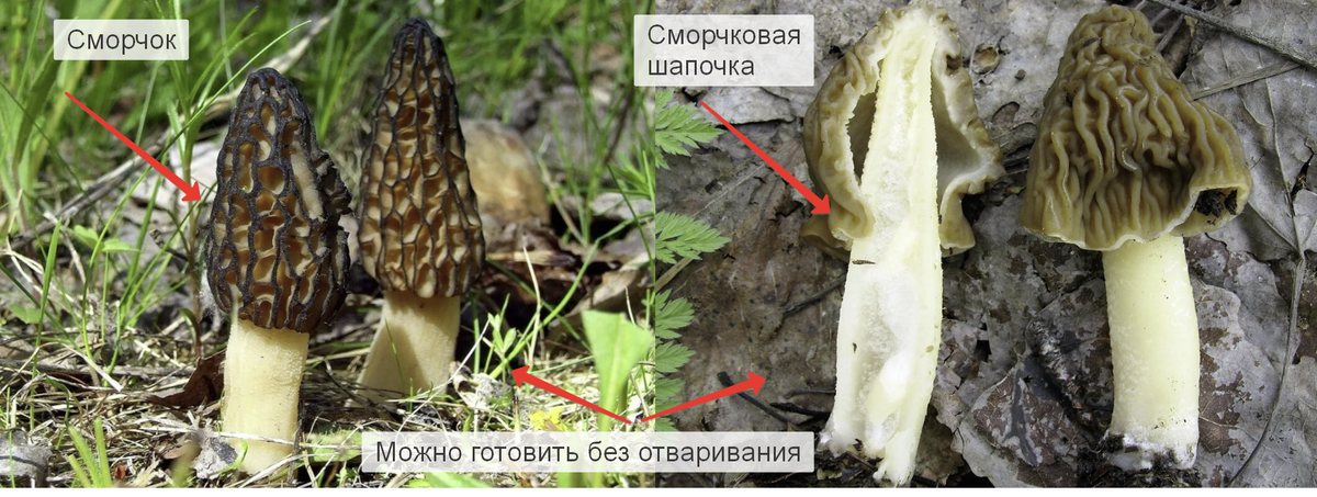 Отваривая эти грибы, особенно длительное время вы потеряете бОльшую часть вкуса. Хотя сморчковую шапочку можно довести до кипения и слить, особенно если готовите впервые, Меньше шансов получить нежелательную реакцию от ЖКТ, 