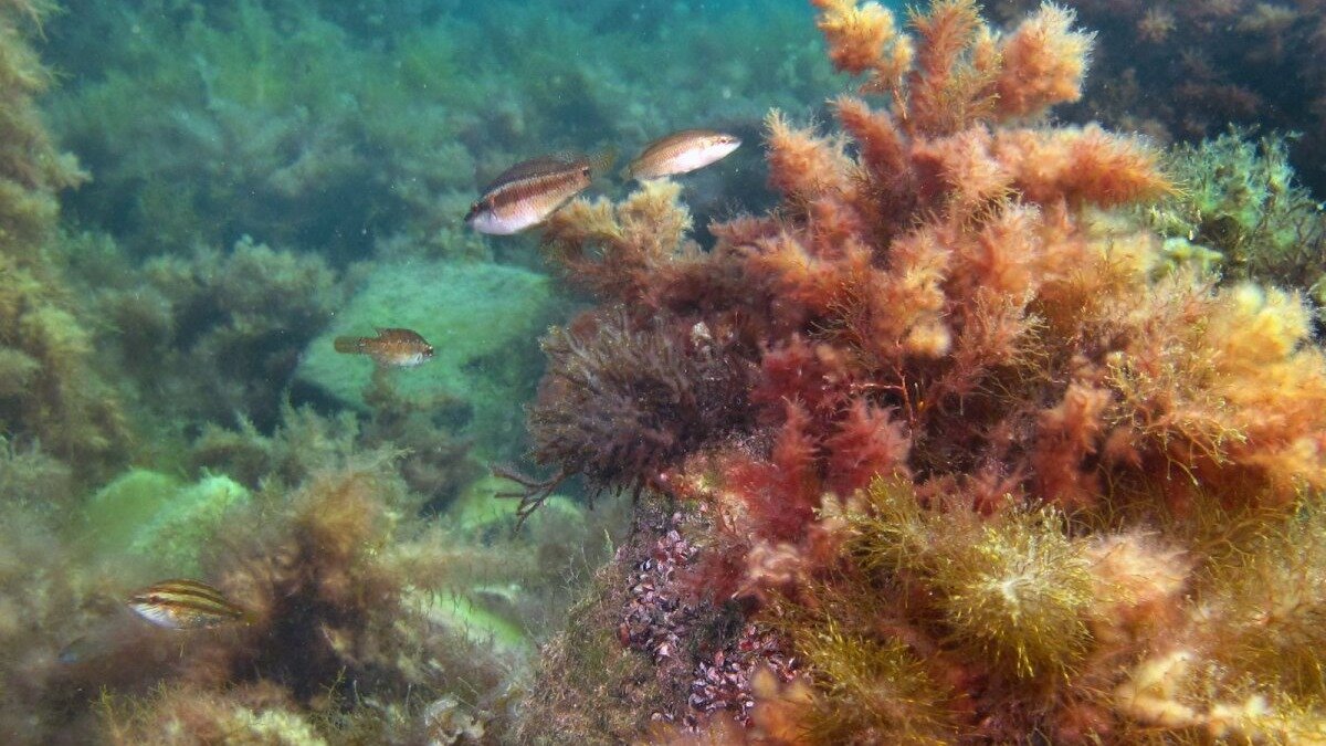 водоросли в черном море