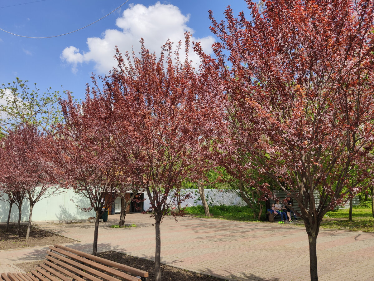 Зоопарк г. Ростов-на-Дону. Сакура.