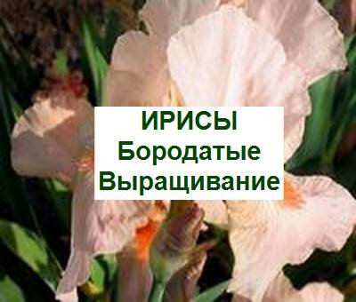 цветет бородатый ирис
