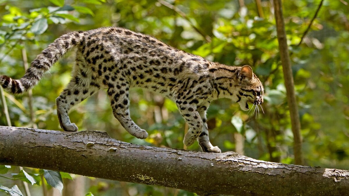 Онцилла Внешне онцилла напоминает маленького ягуара — именно так переводится название этого вида кошек.