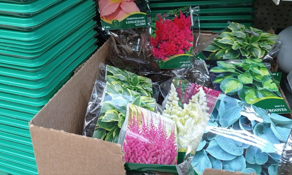 Мои долгожданные хосты и астильбы!