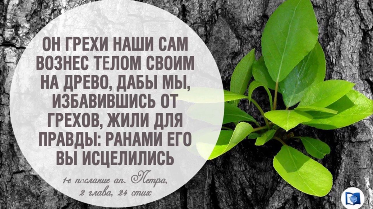 Грехи наши. Ранами его вы исцелились. Он грехи наши сам вознес телом своим на Древо. Ранами его мы исцелились.