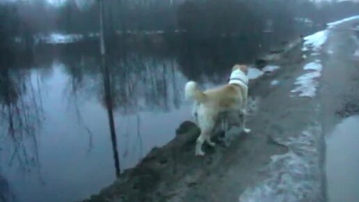 Мы с Зарой на вечерней прогулке. Наводнение. Как маленький ручеек превращается в Великий Потоп. Бобры, утки, весна