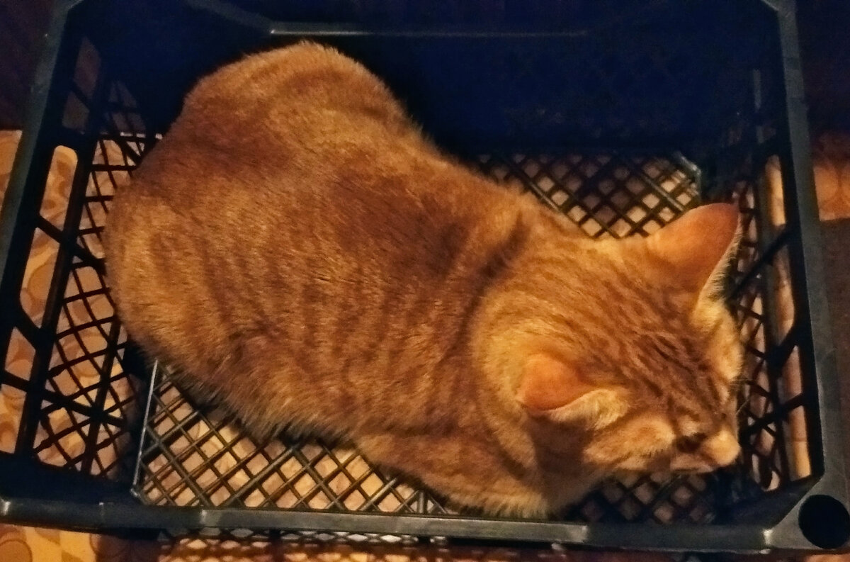 Личное  фото.