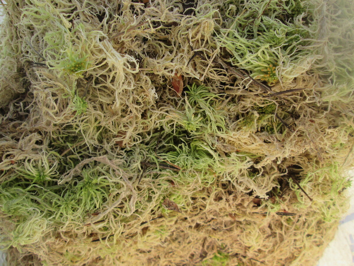 Сфагнум. Фото из открытых источников