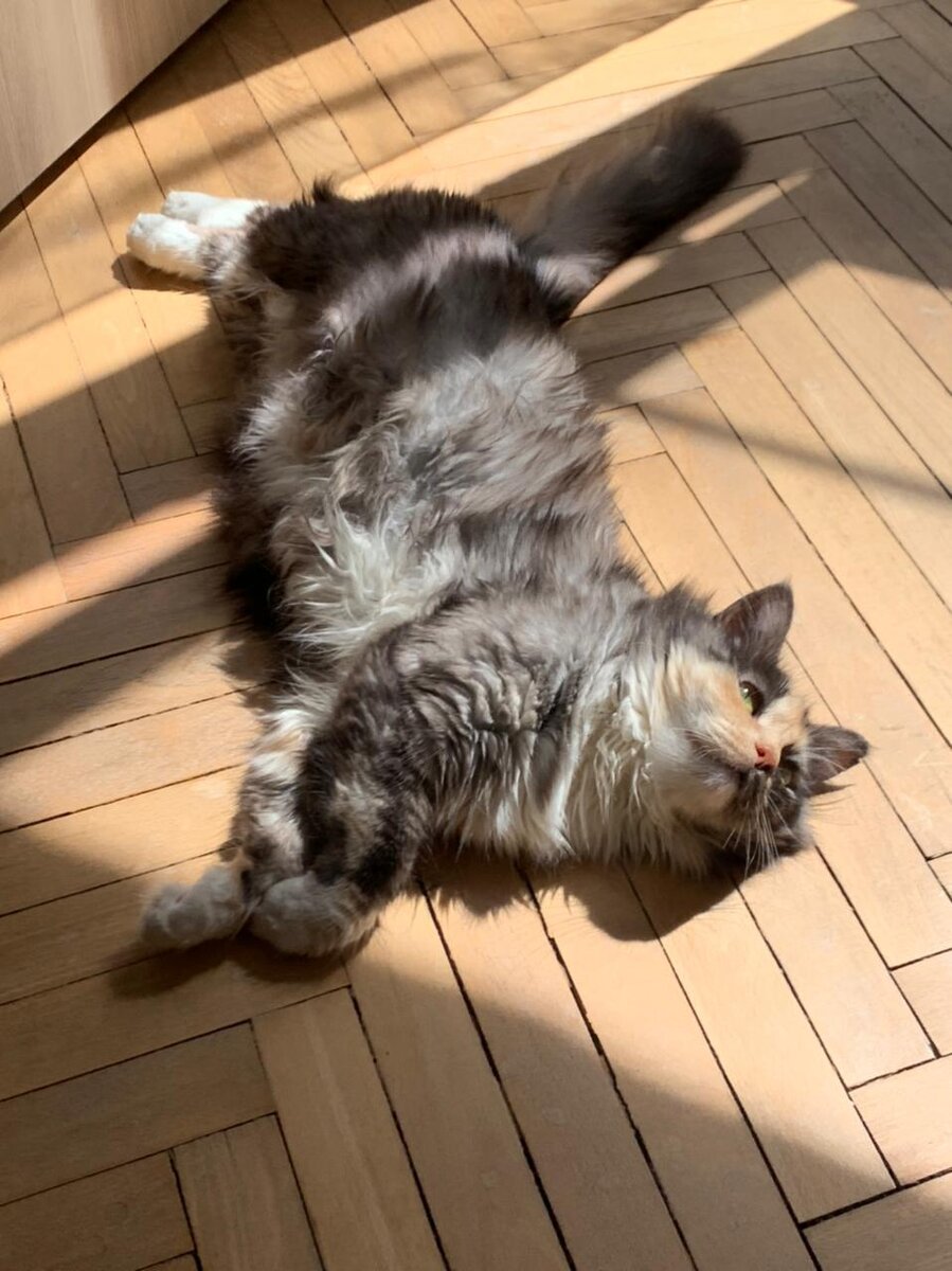 Замечательный кот из FrrFrr House загадочно лежит в весенних лучах