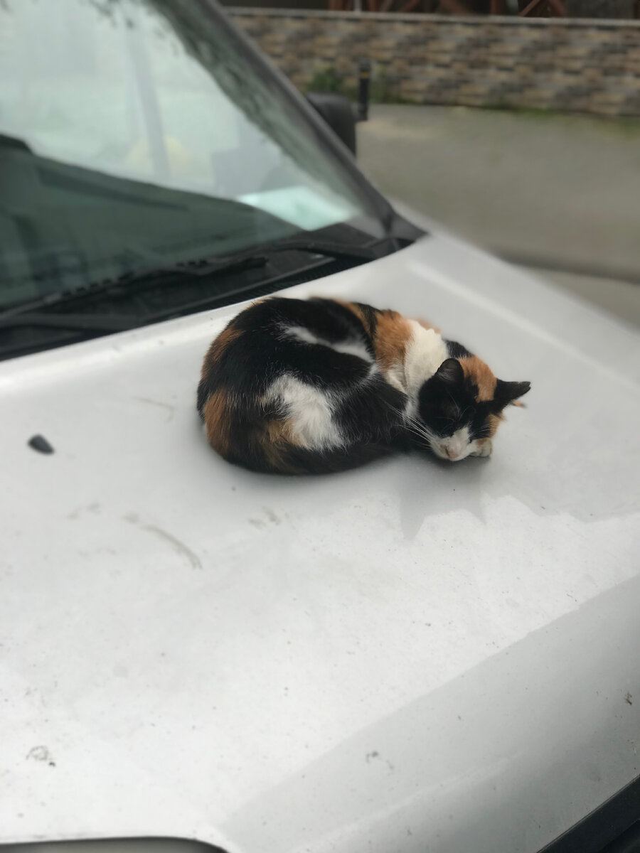 Дождик настолько тепл и мягок, что даже главная достопримечательность Стамбула - кошки не считают нужным прятаться от него