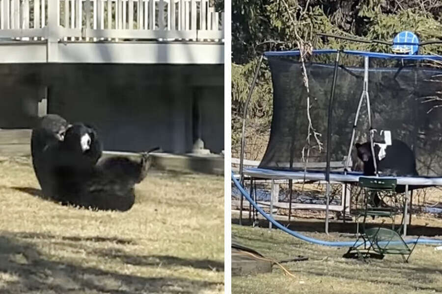     Женщина выглянула в окно и увидела медведя, который играл с игрушками ее сына