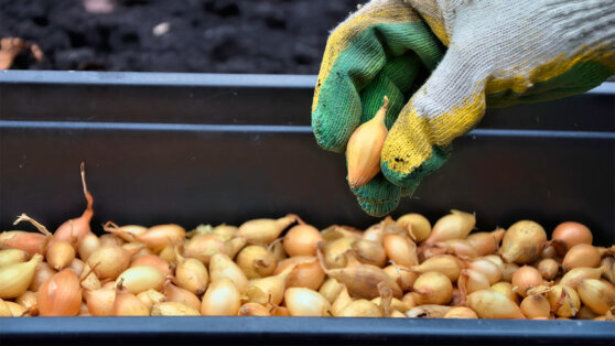    Какой лук-севок выбрать для посадки, чтобы получить хороший урожай Ирина Петрова