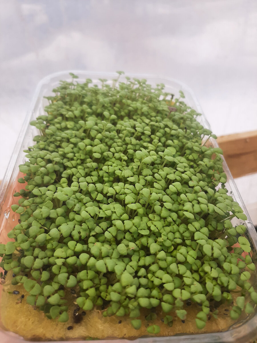 Микрозелень базилика