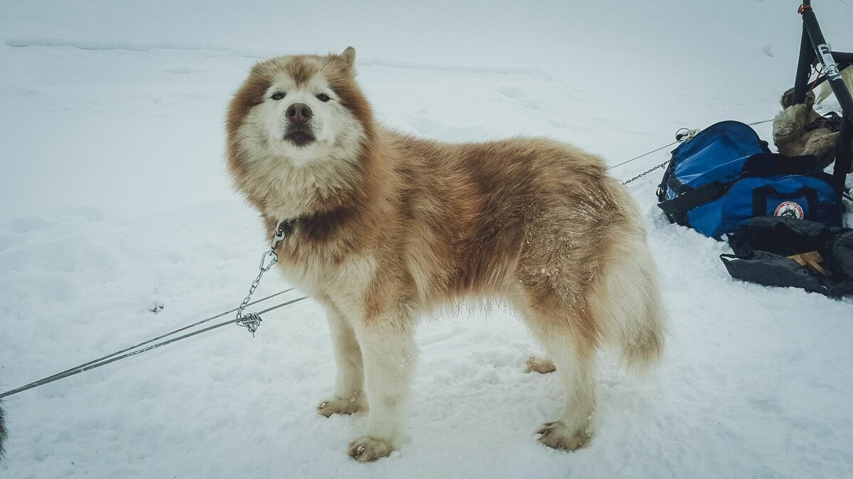     В Татарстане местные жители чаще оформляют страховой полис на собак. Соответствующую информацию заявили представители «Росгосстрах».
