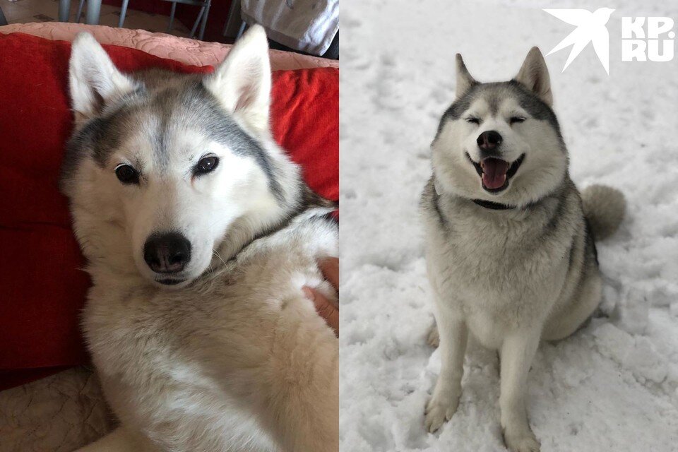     Владелец собаки готов заплатить 50 тысяч тому, кто вернет ему любимицу. Фото: предоставлено Николаем