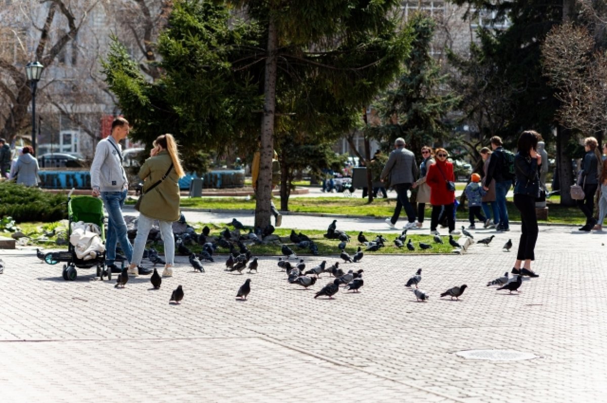    В Новосибирске восстановят бордовую живую изгородь в Первомайском сквере