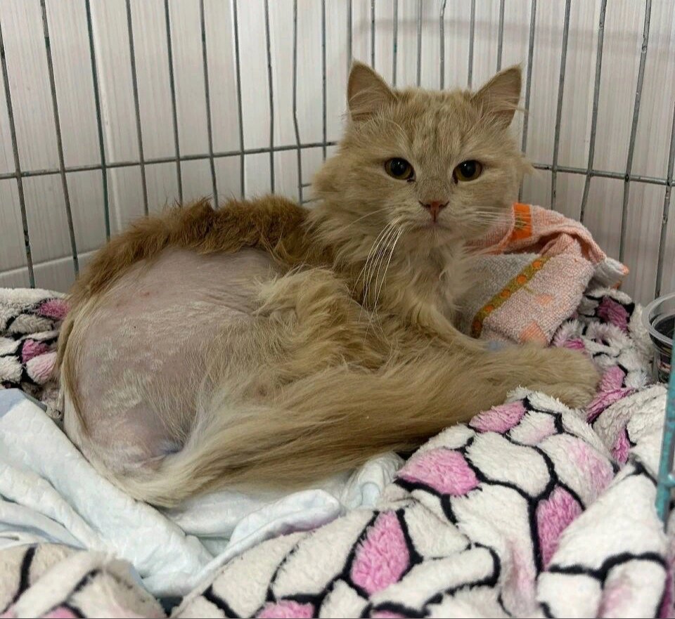 Наконец-то Персик в безопасности