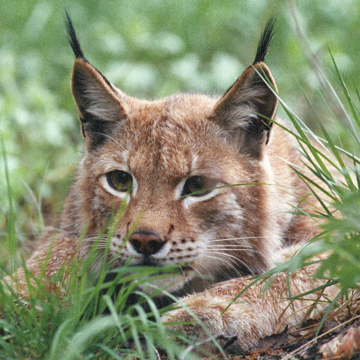 Рысь европейская обыкновенная. Злая рысь. Польские рыси. Рысь - lynx lynx (linnaeus, 1758). Рысь в польше.