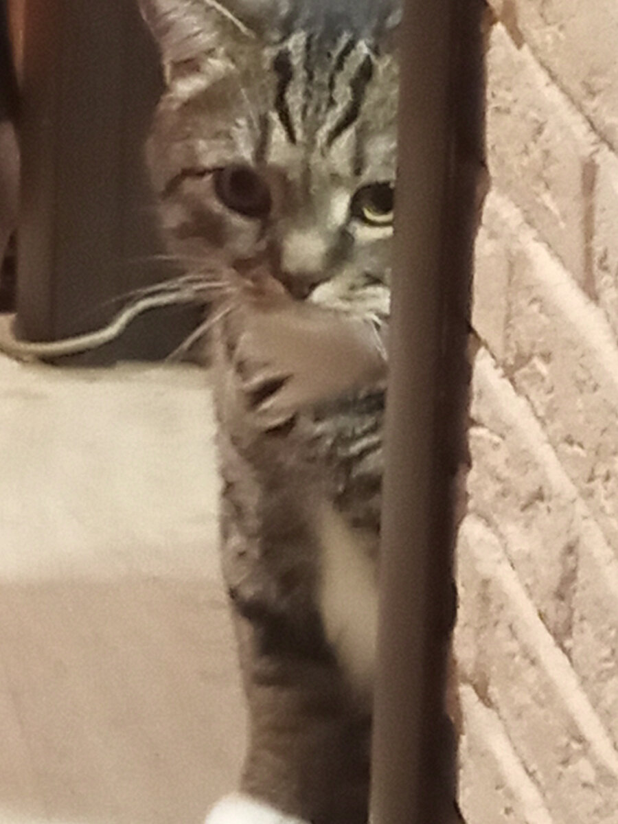 Сорри за качество. Телефон, понимаешь...