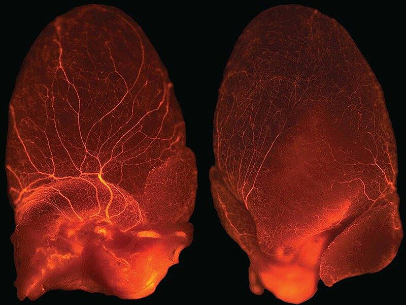 Тканевая инженерия