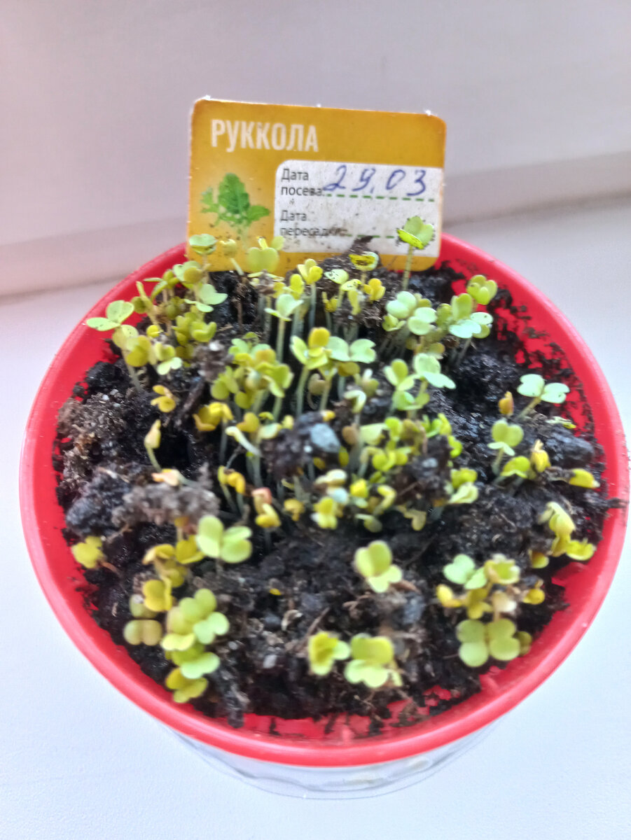 сегодня утром