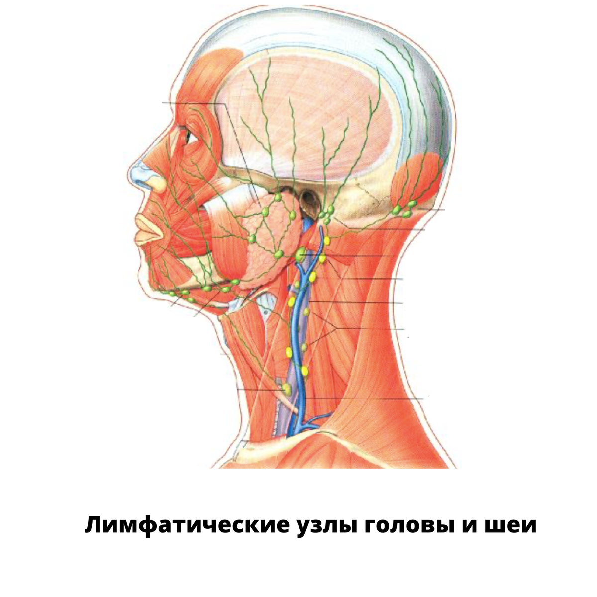 Где шейные лимфоузлы