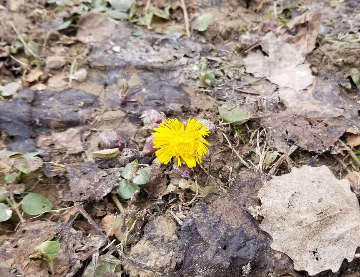 Почва только-только оттаяла, а мать-и-мачеха уже тут как тут