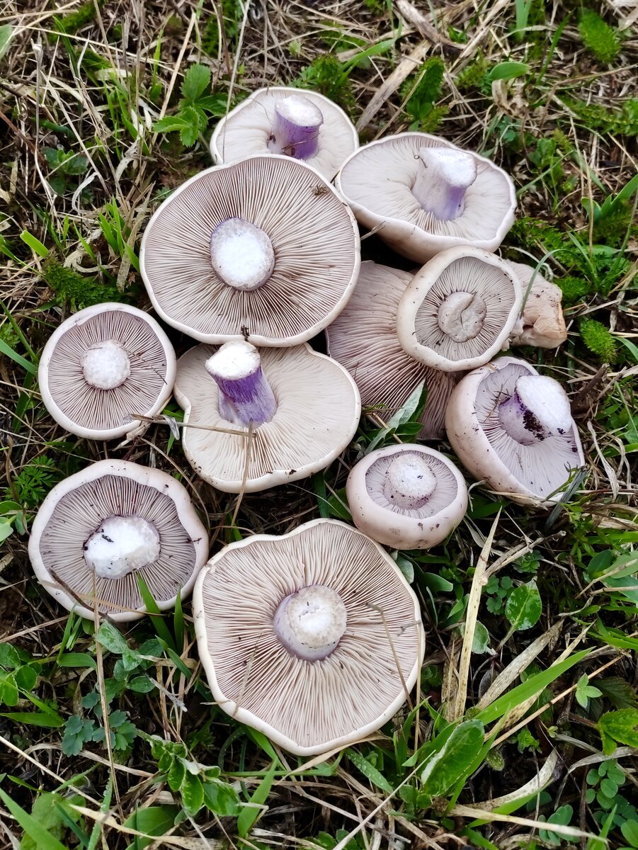 Рядовка лиловоногая (Lepista personata). Фото Валерия Кобцева. 