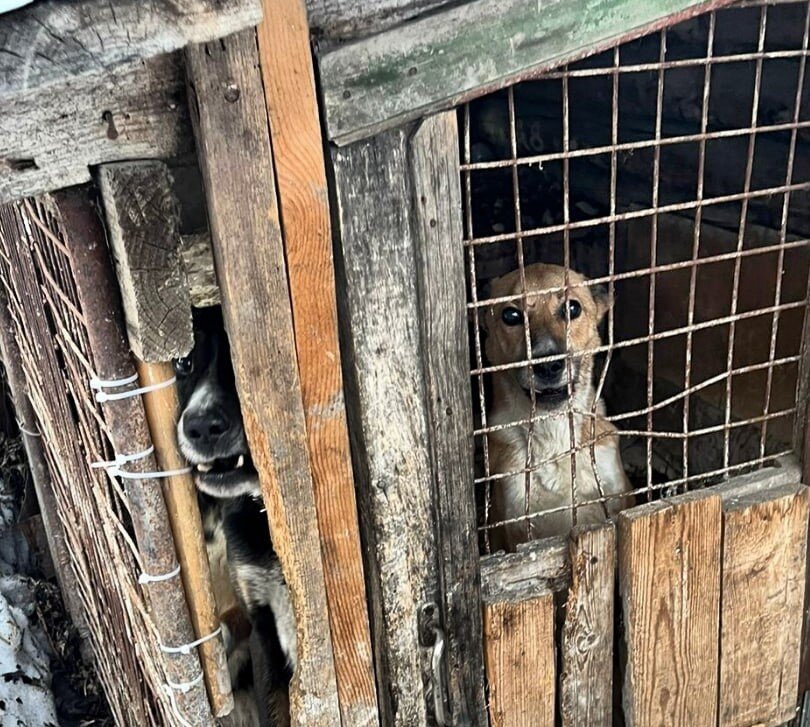 Вглядитесь в глаза этой собаки...
