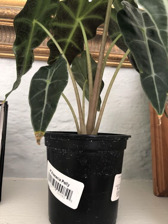 Как то так выглядит эта проблема Фото: pinterest.com 