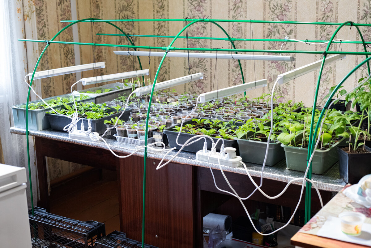    С кем смогли, спрятались в поддоны, а то вдруг я опять солнцем их нагрею))