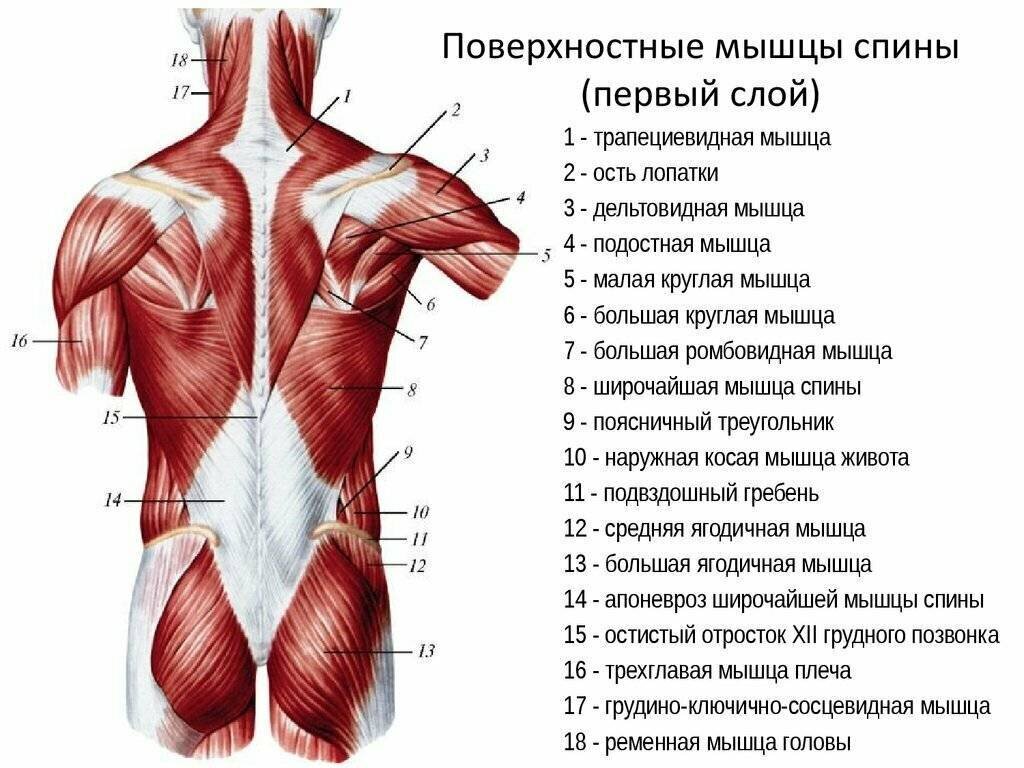 Полуостистая мышца спины анатомия