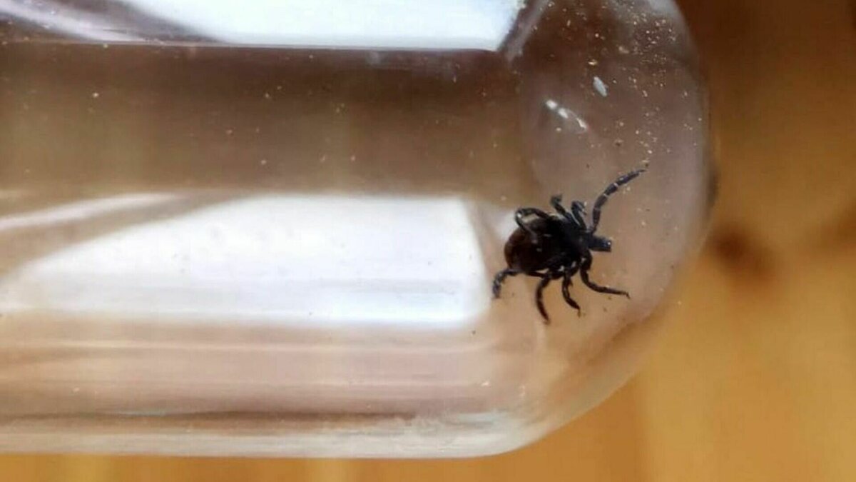     По данным группы ВК «Твоя Тюмень», большое количество клещей выявлено в районе Алебашевского озера. За 5 минут специалистам Тюменского НИИ удалось собрать сразу 37 кровососов.