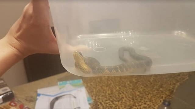 Источник фото: https://thebestcatpage.com/cat-alerts-man-venomous-snake-hiding-shoe/