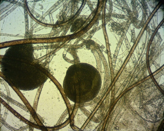 Микрофото Татьяны Головиной, ЧелГУ.