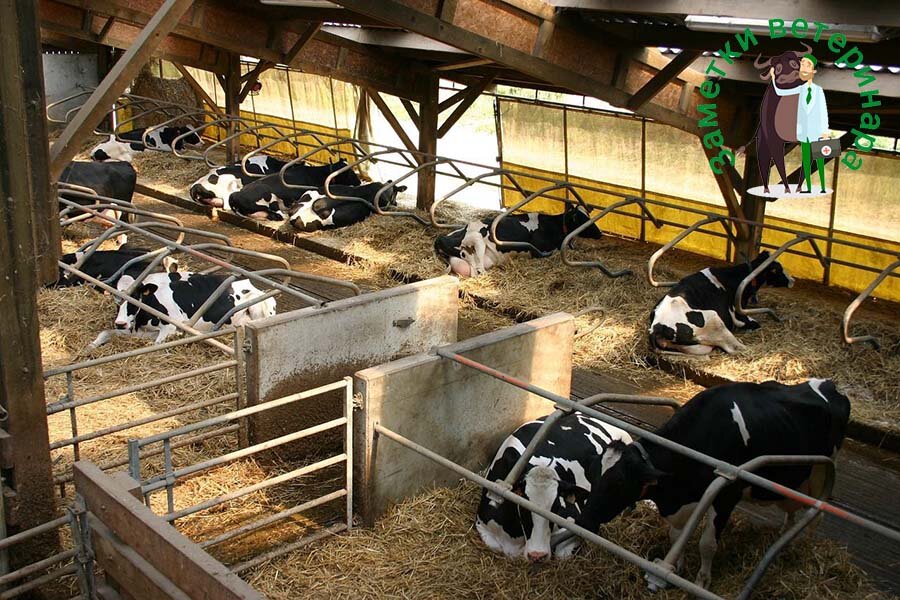 Фото: pixabay.com