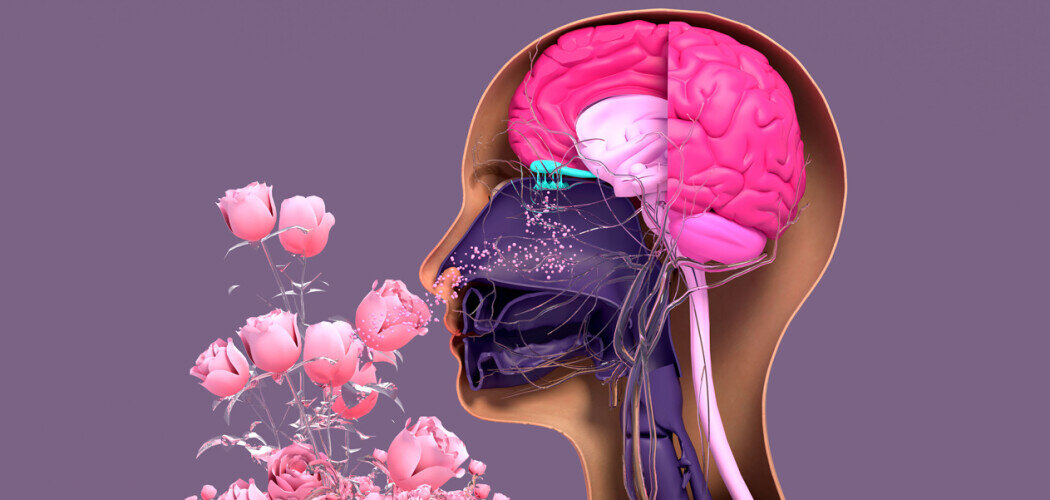 У человека около 450 обонятельных рецепторов Фото: © Design_Cells / Shutterstock / FOTODOM